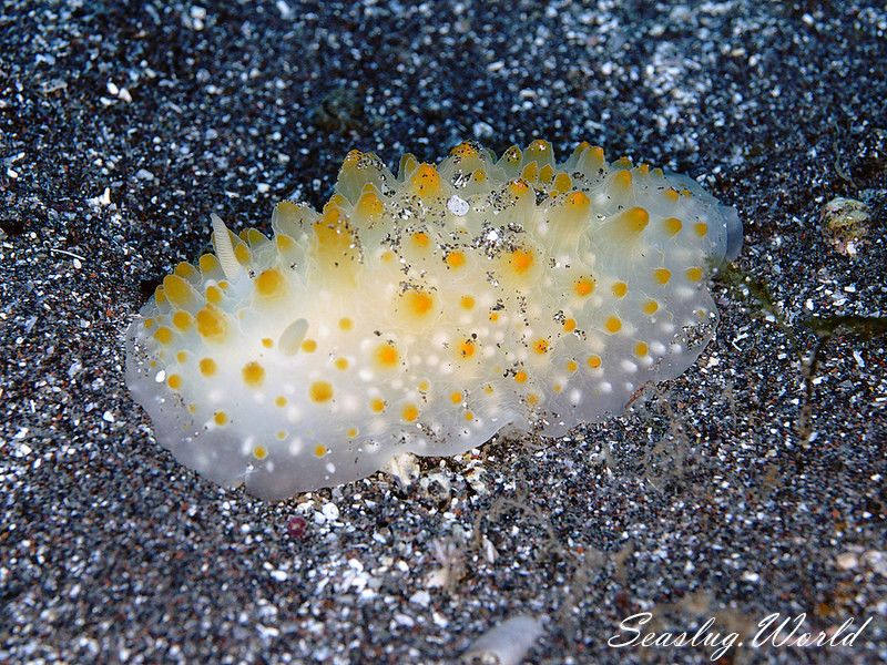 サガミウミウシ原記載はカドリナウミウシ属