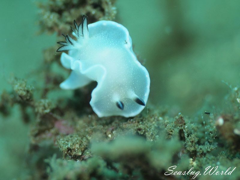 ジボガウミウシ Glossodoris misakinosibogae