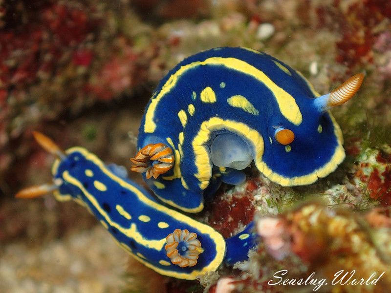 アオウミウシ Hypselodoris festiva