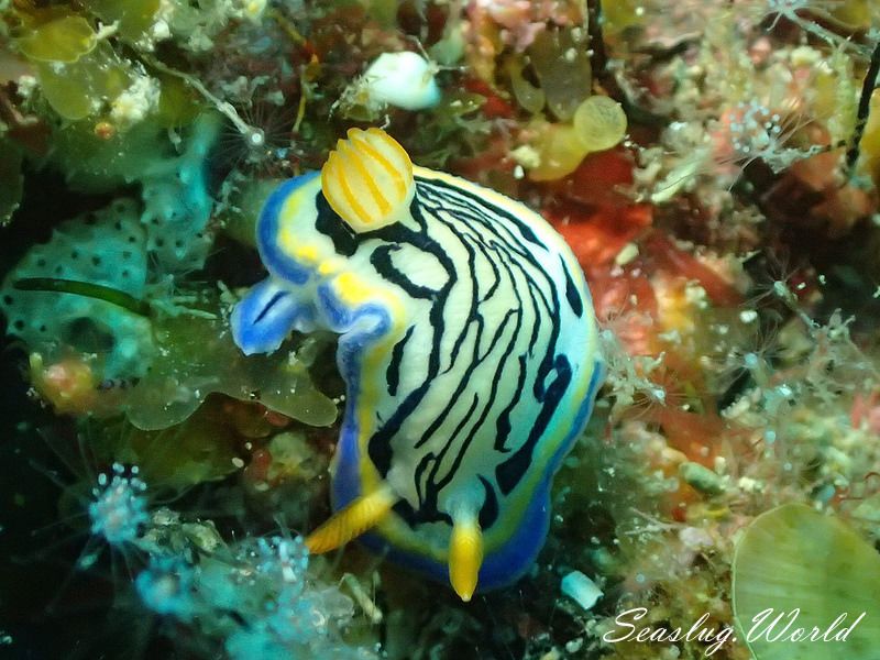 リュウモンイロウミウシ Hypselodoris maritima