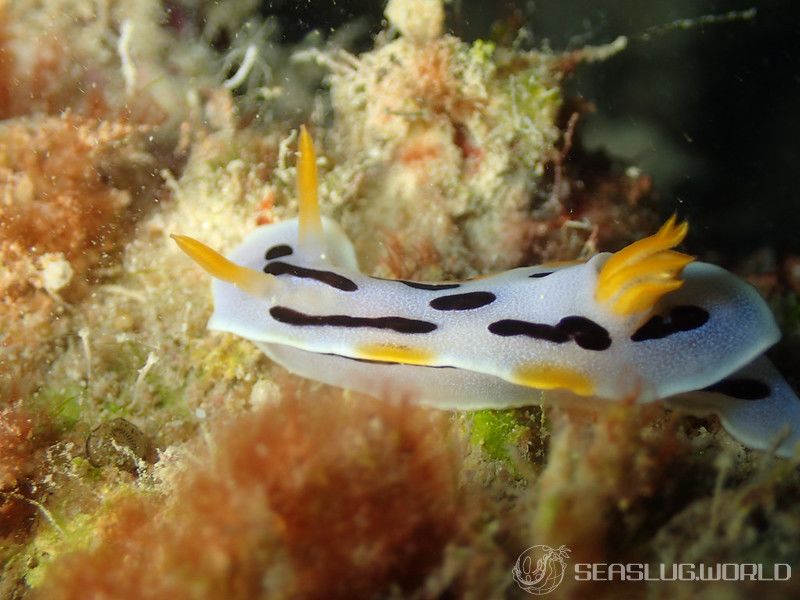 クロモドーリス・ダイアナエ Chromodoris dianae