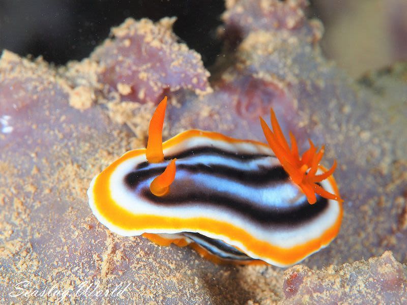 クロシオイロウミウシ Chromodoris sp. 3