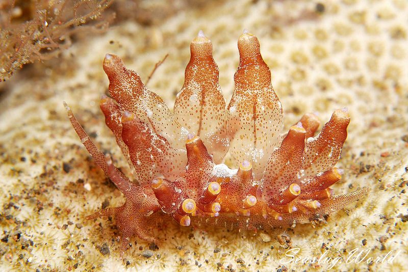 ホリミノウミウシ属の一種 2 Eubranchus sp. 2