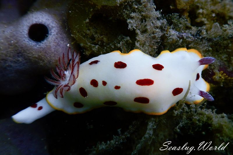 ゴニオブランクス・スプレンディドゥス Goniobranchus splendidus