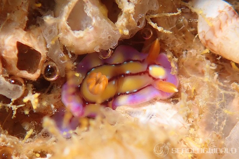 セリスイロウミウシ Hypselodoris cerisae