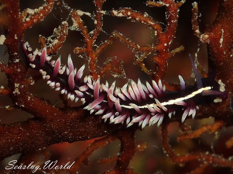 セスジスミゾメミノウミウシ Pleurolidia juliae