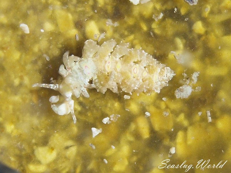 トゲミノウミウシ Limenandra confusa