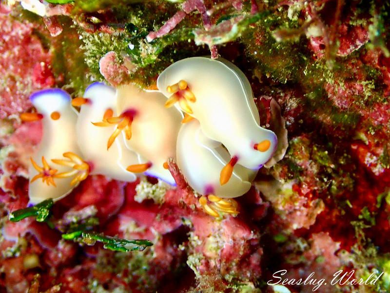 ゾウゲイロウミウシ Hypselodoris bullockii