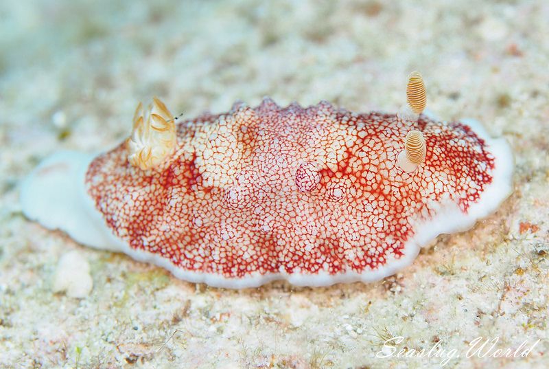 チリメンウミウシ Goniobranchus reticulatus