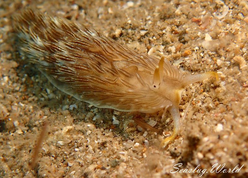 カスミミノウミウシ属の一種 11 Cerberilla sp.11