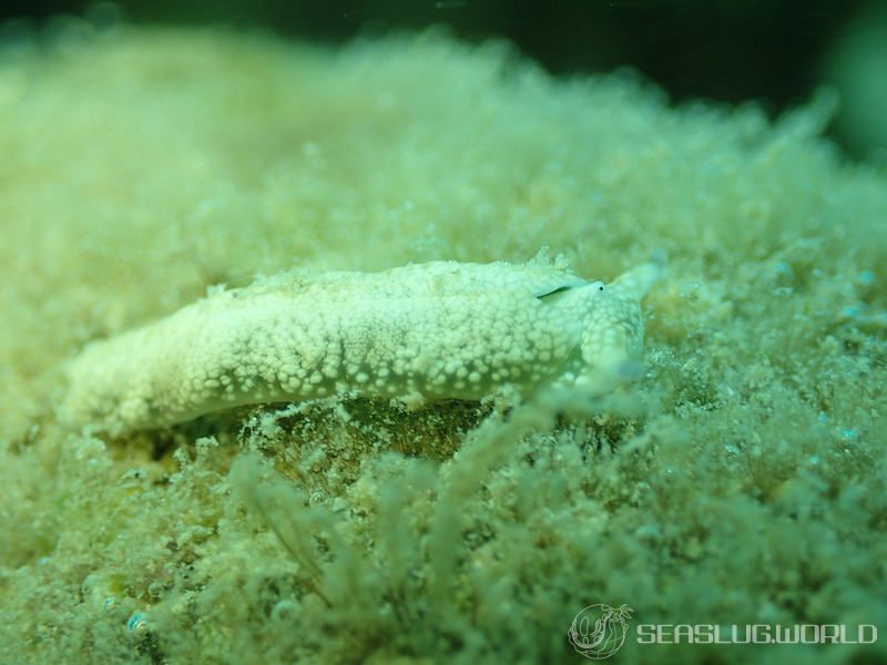 チドリミドリガイ Plakobranchus ocellatus