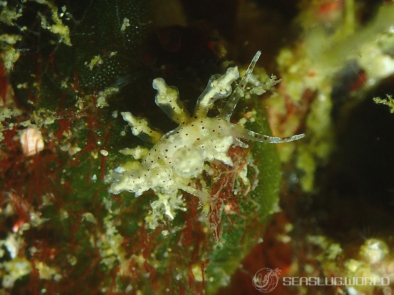 ホシアカリミノウミウシ Eubranchus sp. 5