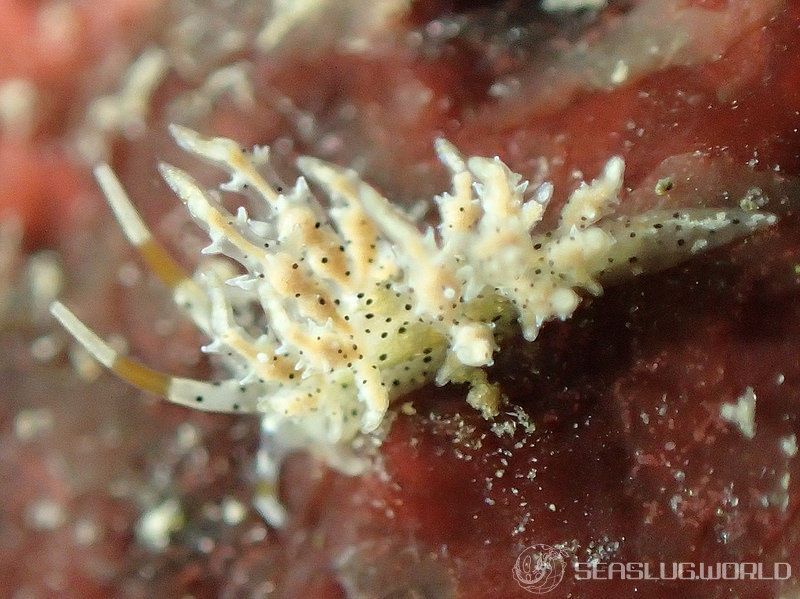 ジョオウミノウミウシ Eubranchus virginalis