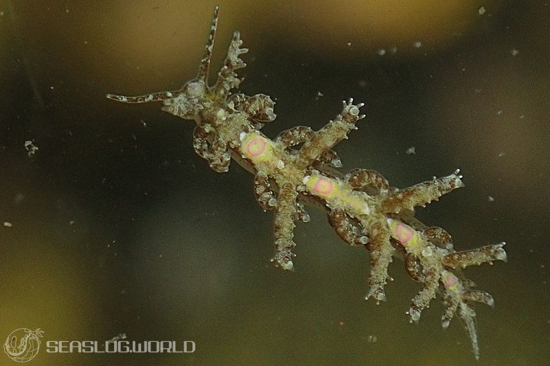 トゲミノウミウシ Limenandra confusa | 世界のウミウシ トゲミノウミウシ Limenandra confusa | 世界のウミウシ