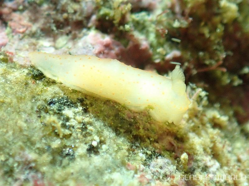 キヌハダモドキ Gymnodoris citrina