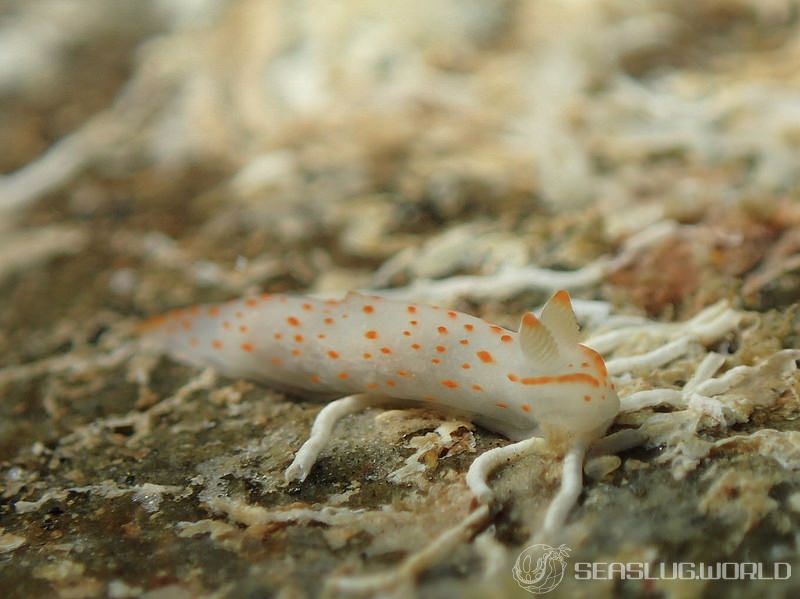 アカボシウミウシ Gymnodoris alba