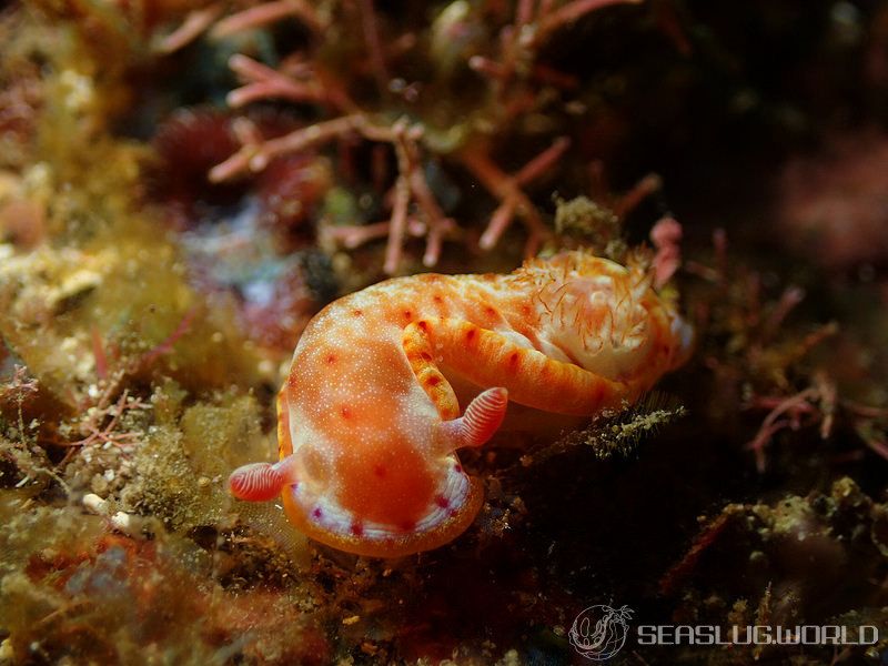 ミカドウミウシ Hexabranchus lacer