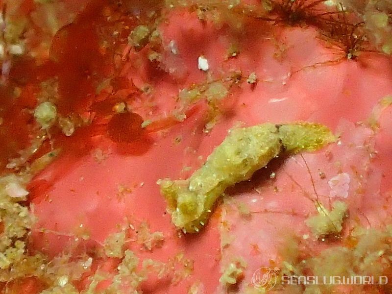 オウカンウミウシ Polycera japonica