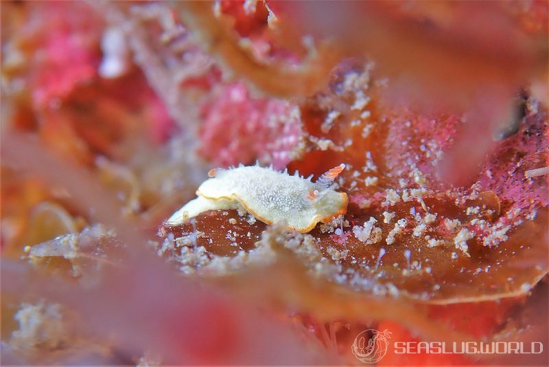 ミナミミツイラメリウミウシ Diaphorodoris sp. 1