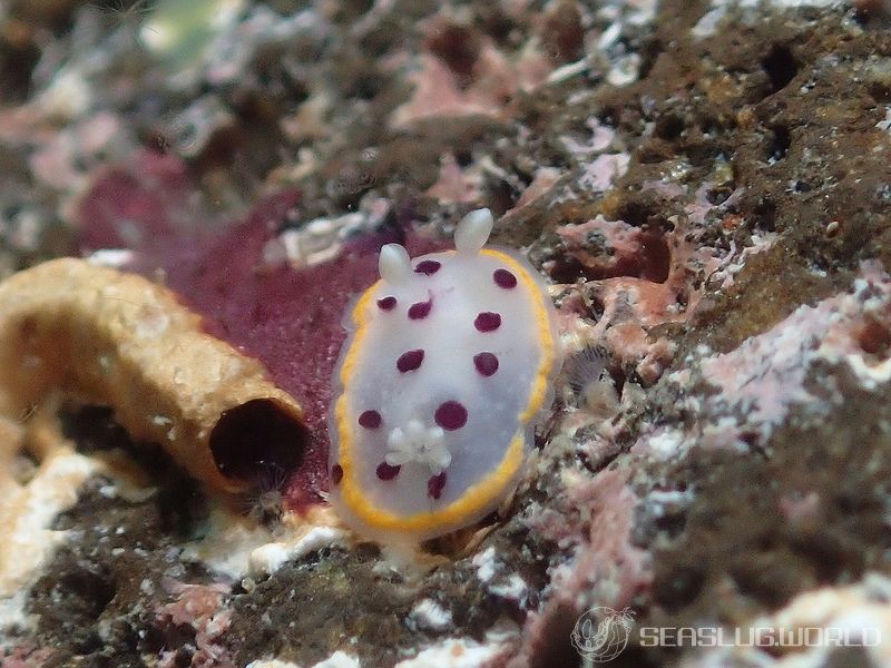 シラライロウミウシ Goniobranchus tumuliferus