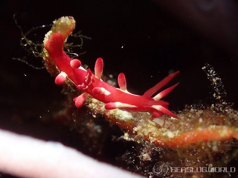 アカイバラウミウシ Ceratodoris kondoi