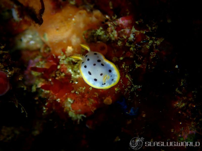 シロウミウシ Goniobranchus orientalis