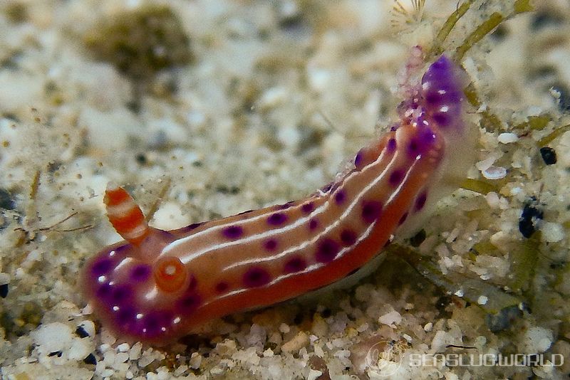 センテンイロウミウシ Hypselodoris decorata