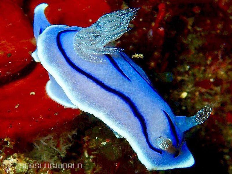 ミゾレウミウシ Chromodoris willani