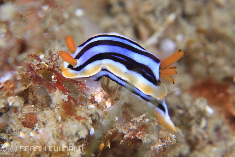 シボリイロウミウシ Chromodoris strigata