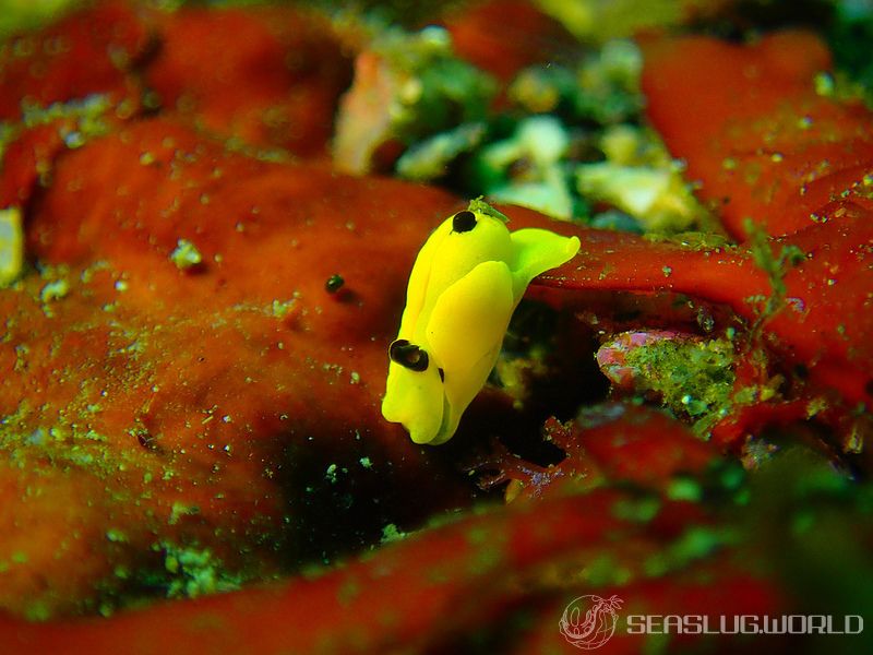 キイロウミコチョウ Siphopteron flavum