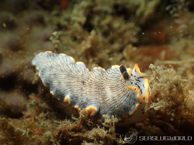 オセザキオトメウミウシ Dermatobranchus sp. 1