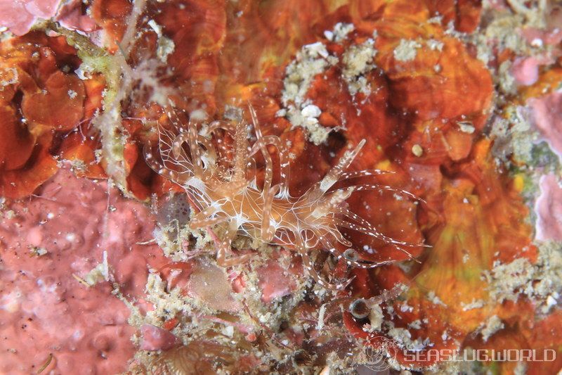 アミメイバラウミウシ Ceratodoris nakanoae