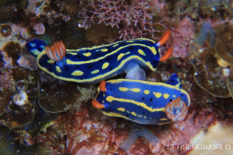 アオウミウシ Hypselodoris festiva