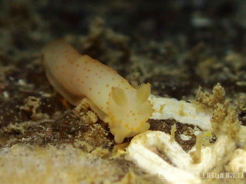 キヌハダモドキ Gymnodoris citrina