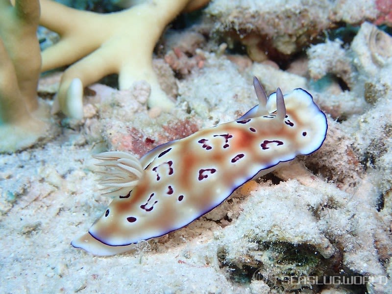 ヒョウモンウミウシ Goniobranchus leopardus