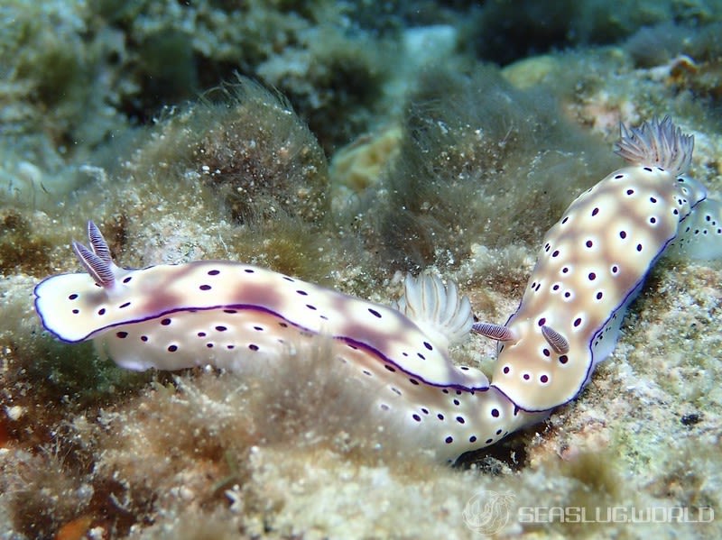 マダライロウミウシ Hypselodoris tryoni