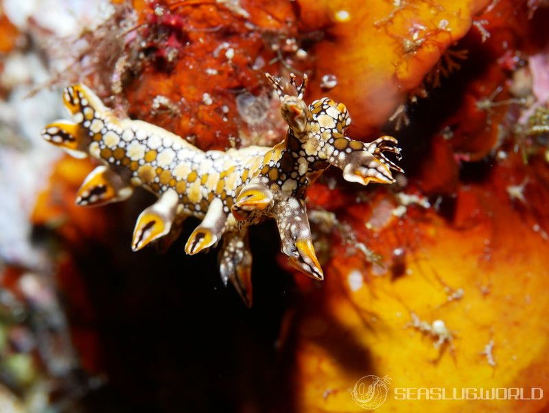 ヒオドシユビウミウシ Bornella anguilla