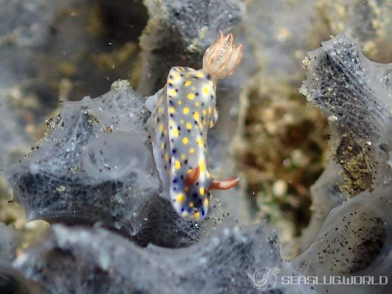 オダカホシゾラウミウシ Hypselodoris roo