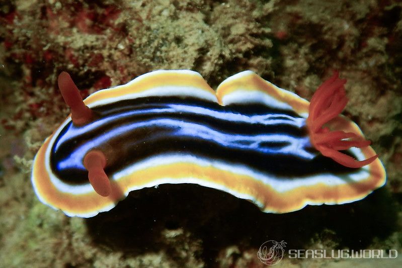 シライトウミウシ Chromodoris magnifica