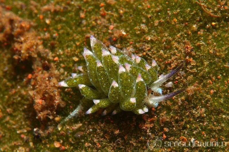 クサイロモウミウシ Costasiella paweli