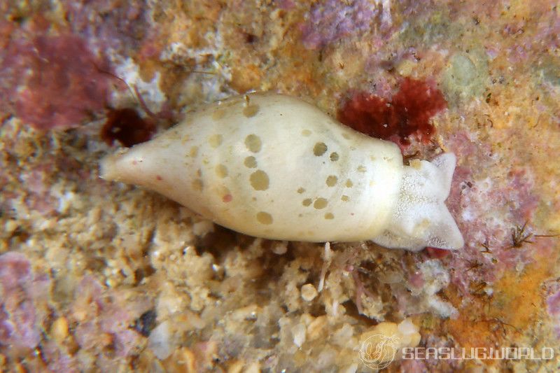 タマシキブドウギヌ Volvatella maculata