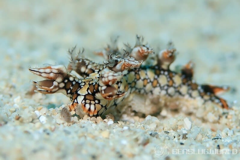 ヒオドシユビウミウシ Bornella anguilla