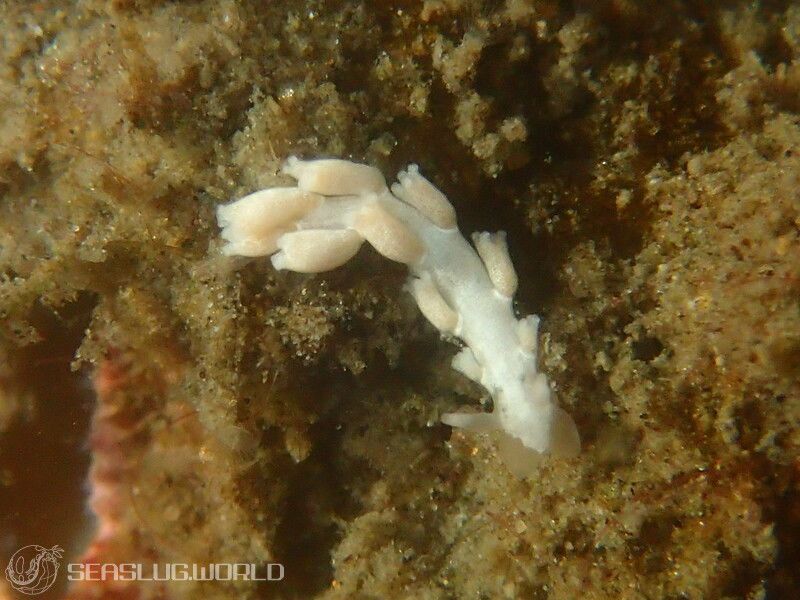 ヨツマタミノウミウシ Embletonia gracilis