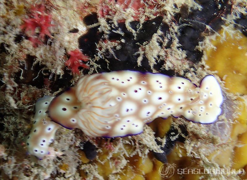 マダライロウミウシ Hypselodoris tryoni