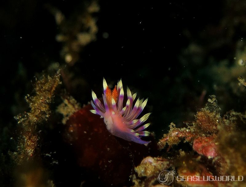 アデヤカミノウミウシ Coryphellina exoptata