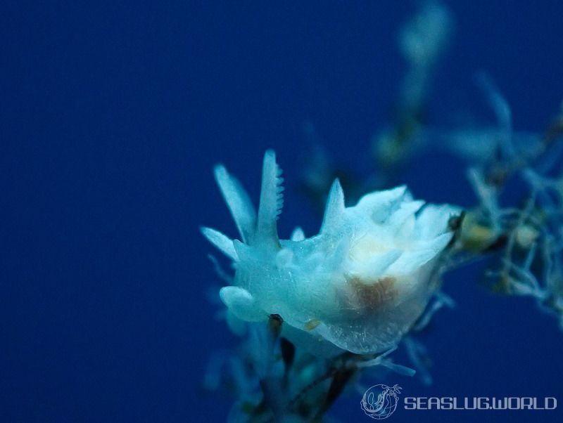 シロイバラウミウシ Bermudella japonica