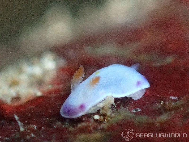 コモンウミウシ Goniobranchus aureopurpureus