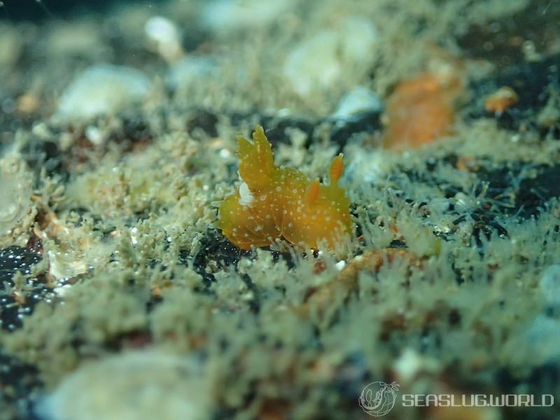 エビスウミウシ Palio amakusana