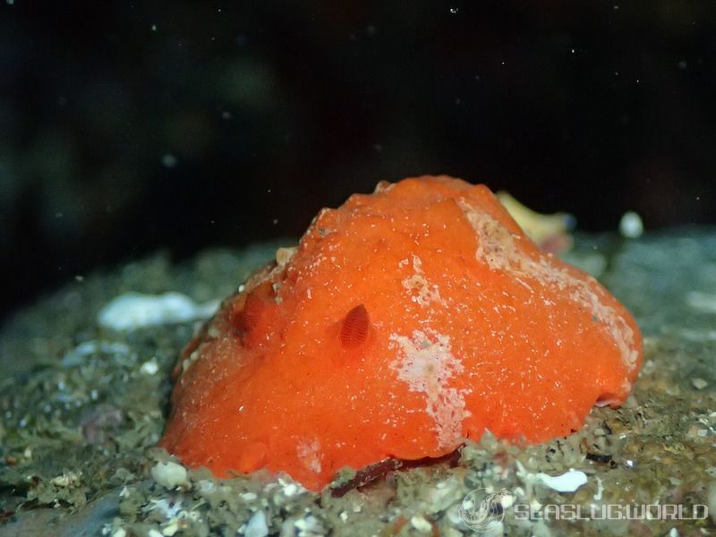 カザンウミウシ Sclerodoris tuberculata