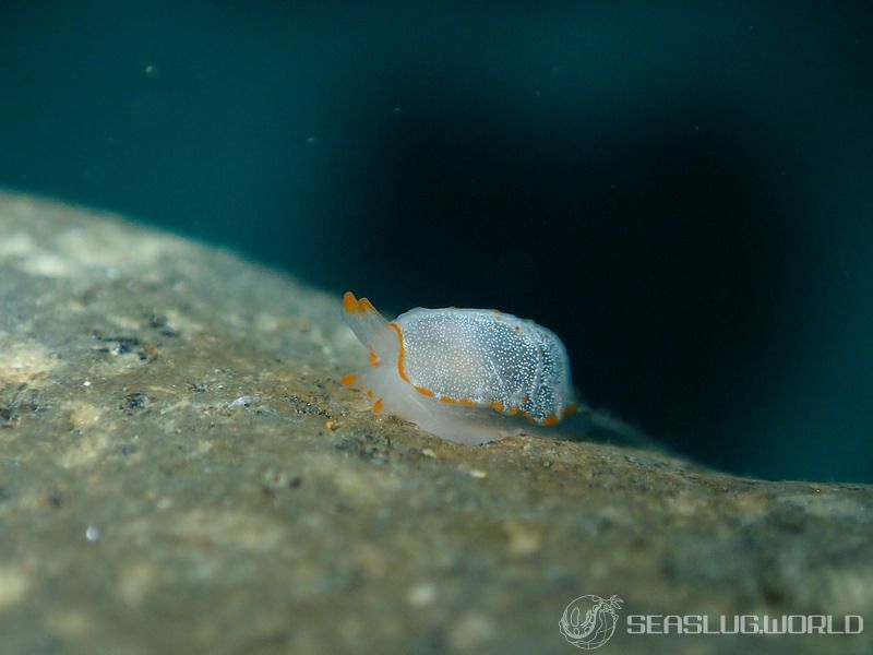 カメノコフシエラガイ Pleurobranchus peronii